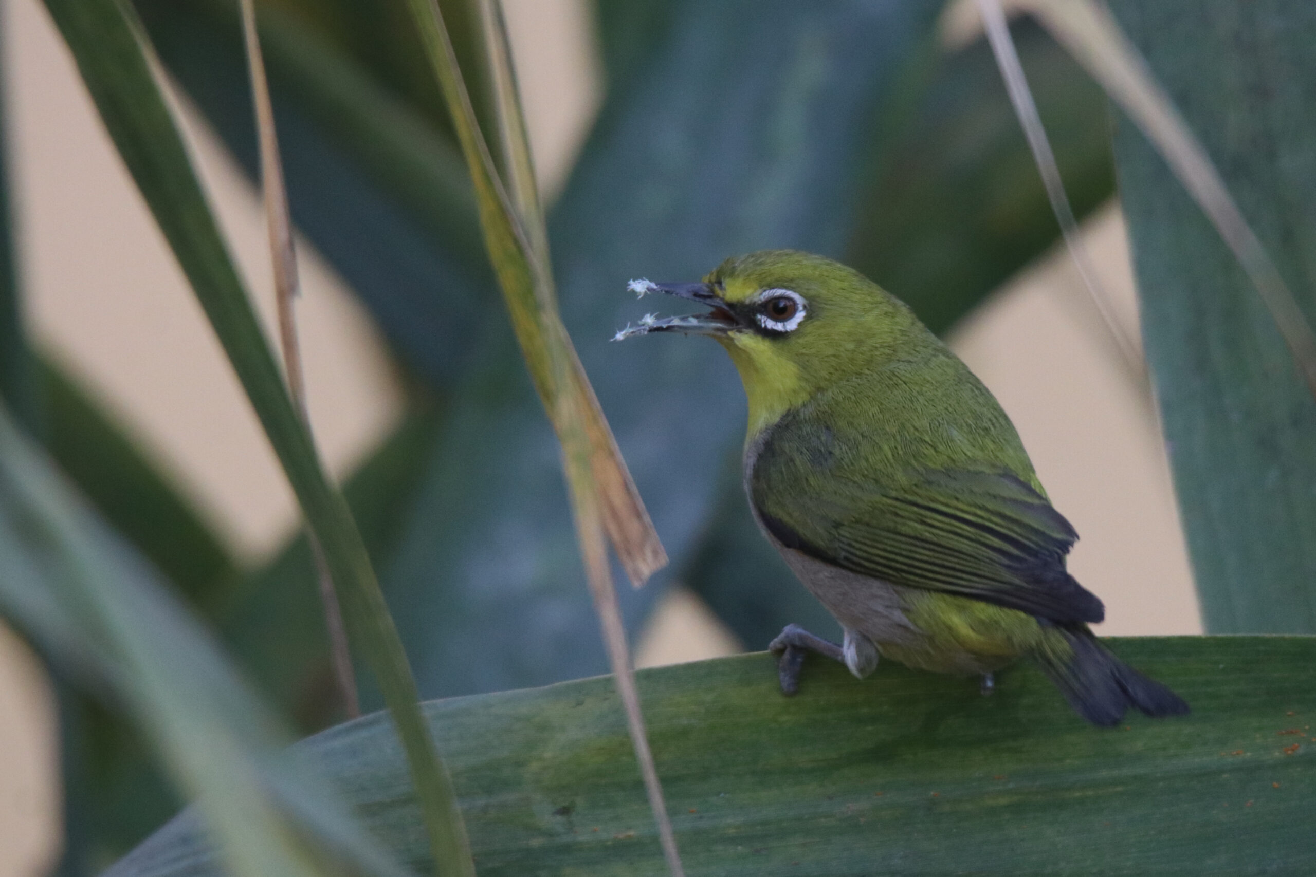 A Ashy-bellied White-eye is perched on a grass near the river with its beak slightly open.