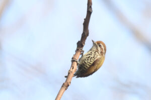 A Speckled Piculet is clinging to a tree branch.