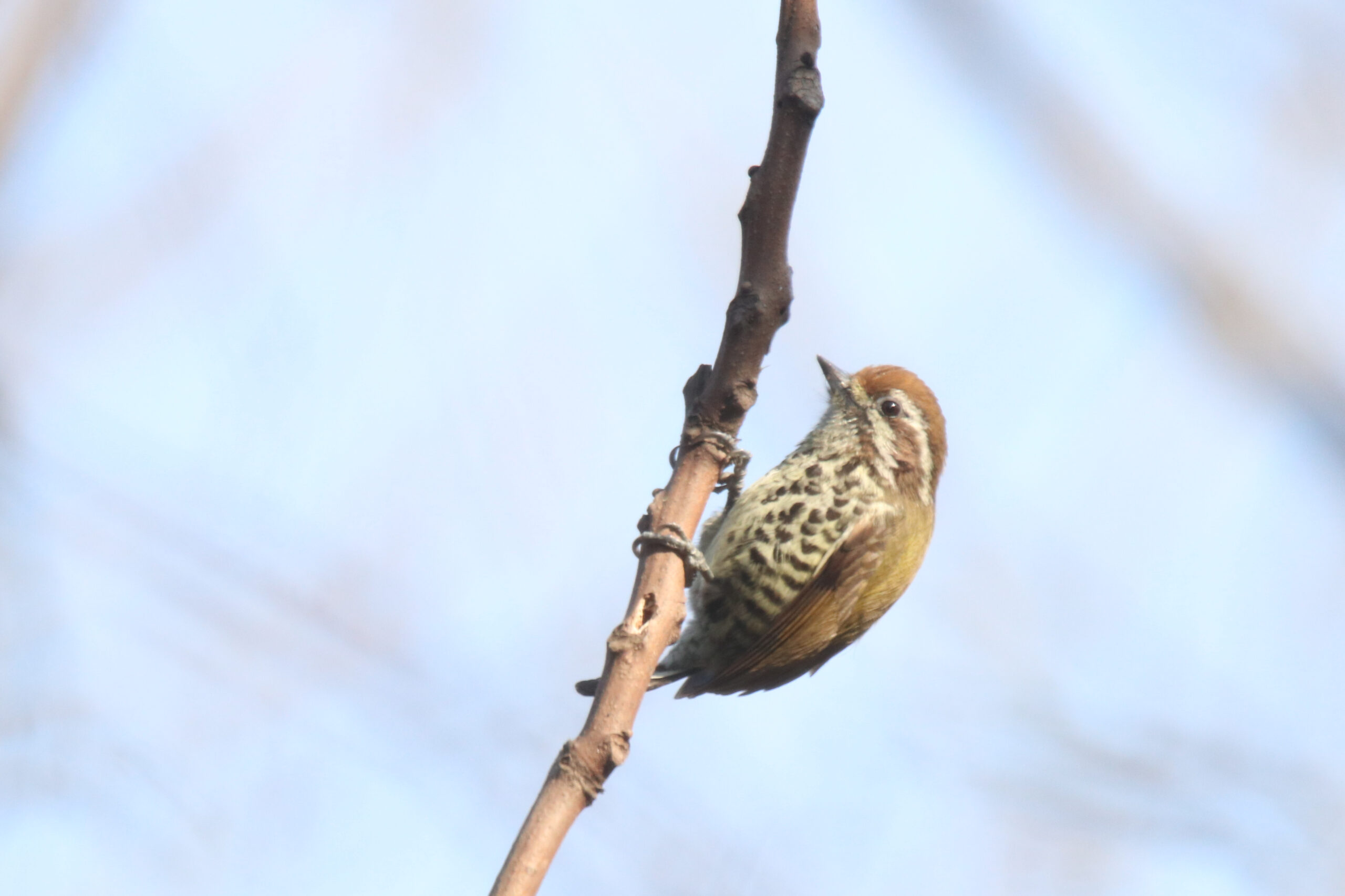 A Speckled Piculet is clinging to a tree branch.