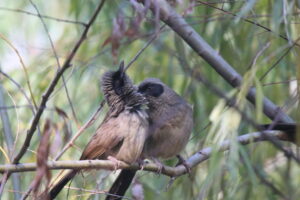 Two Masked Laughingthrushes share a quite moment on a branch, the one on the right leaning in to tidy the feathers at its partner’s nape.