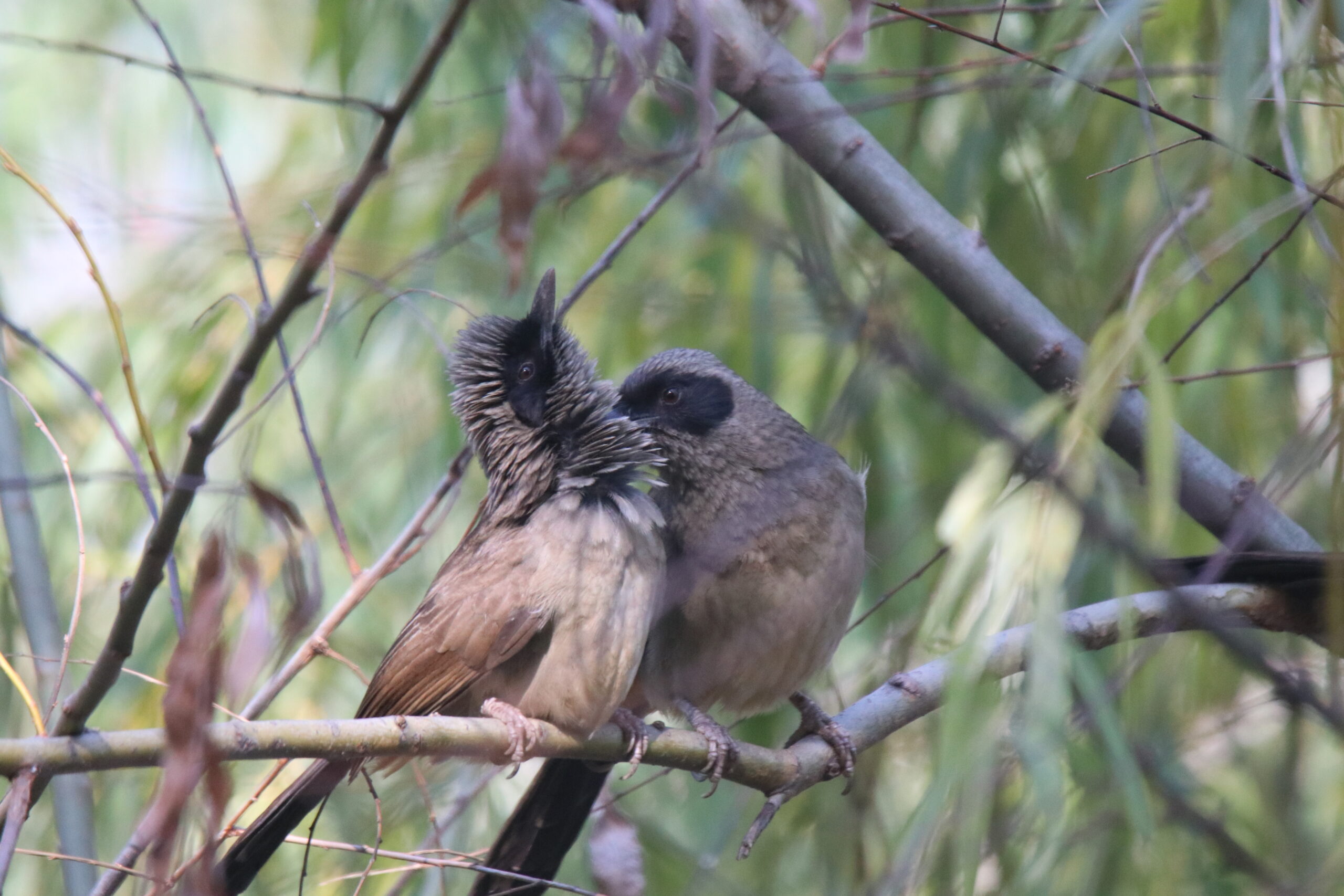Two Masked Laughingthrushes share a quite moment on a branch, the one on the right leaning in to tidy the feathers at its partner’s nape.