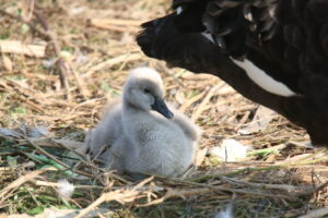 A fluffy, light-grey Black Swan cygnet resting comfortably on a lakeside lawn covered with dry reeds and scattered debris.