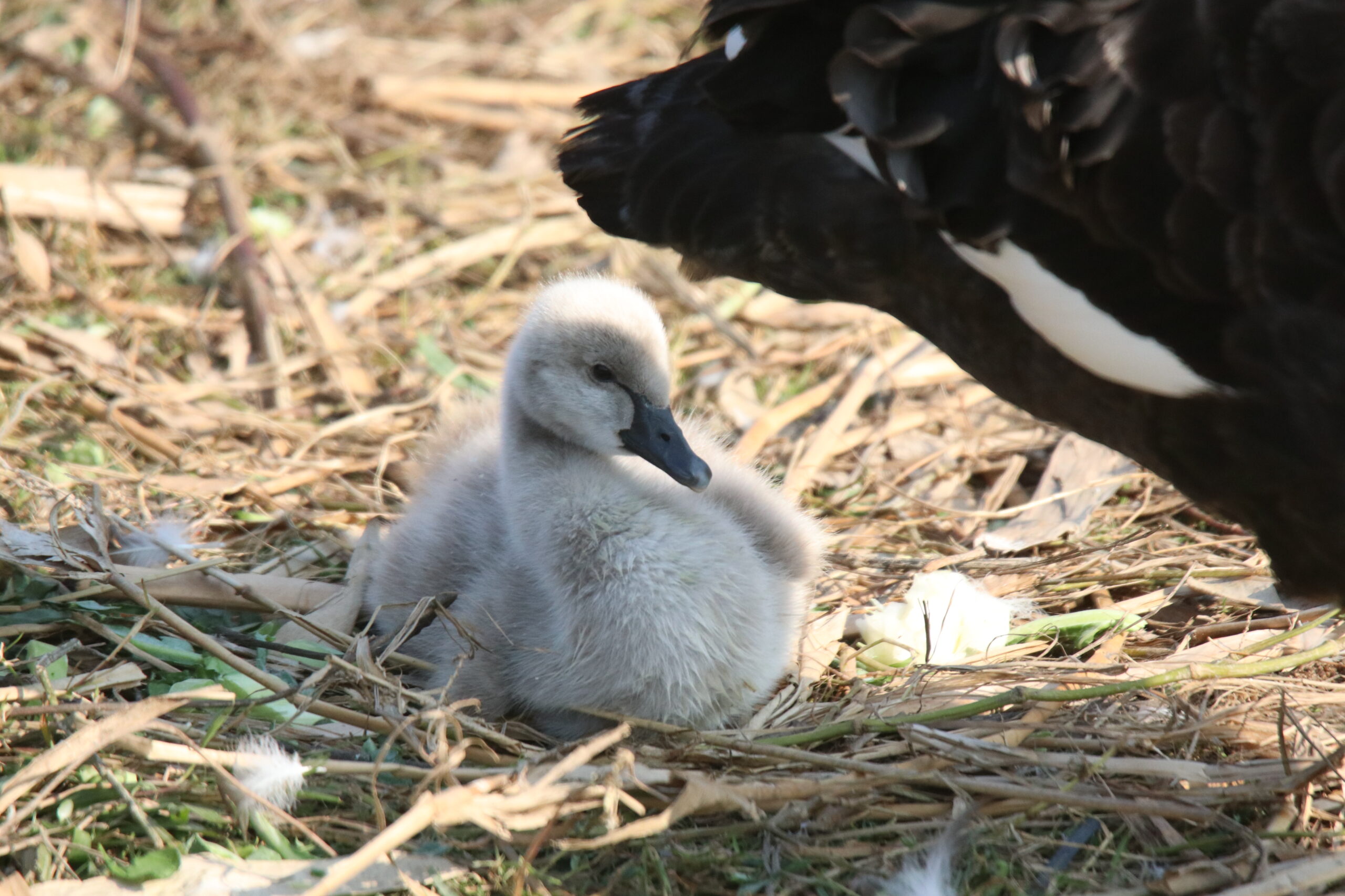 A fluffy, light-grey Black Swan cygnet resting comfortably on a lakeside lawn covered with dry reeds and scattered debris.