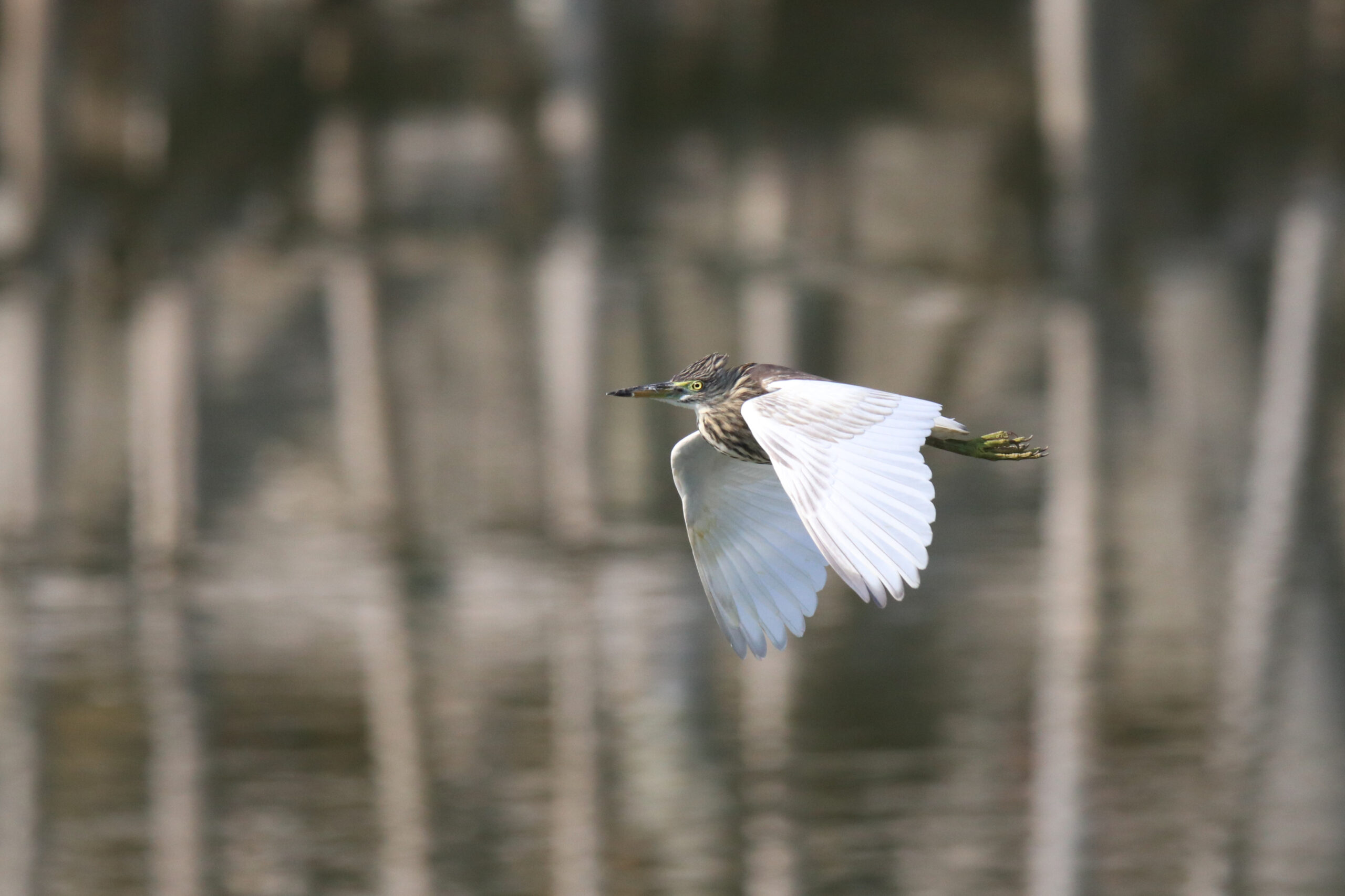 A Pond Heron flying low over the water.