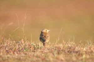 A small brown Richard’s Pipit standing in short dry grass, looking back over its shoulder.