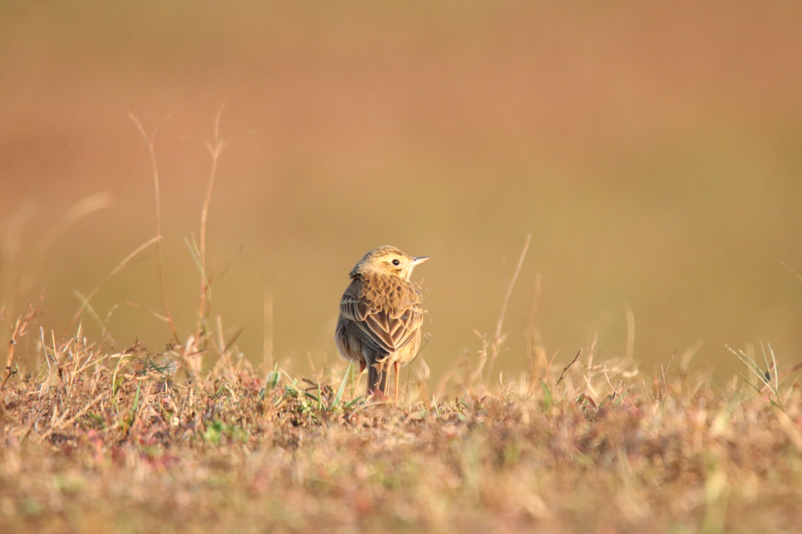 A small brown Richard’s Pipit standing in short dry grass, looking back over its shoulder.