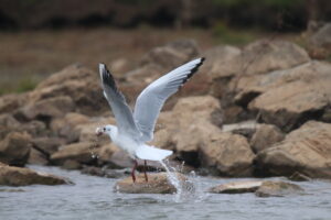 An action shot of a Red-billed Gull, captured just as it’s bursting out of the water with a tiny fish in its beak.
