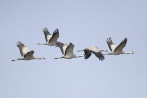 Five Common Cranes flying together against a pale, open sky.