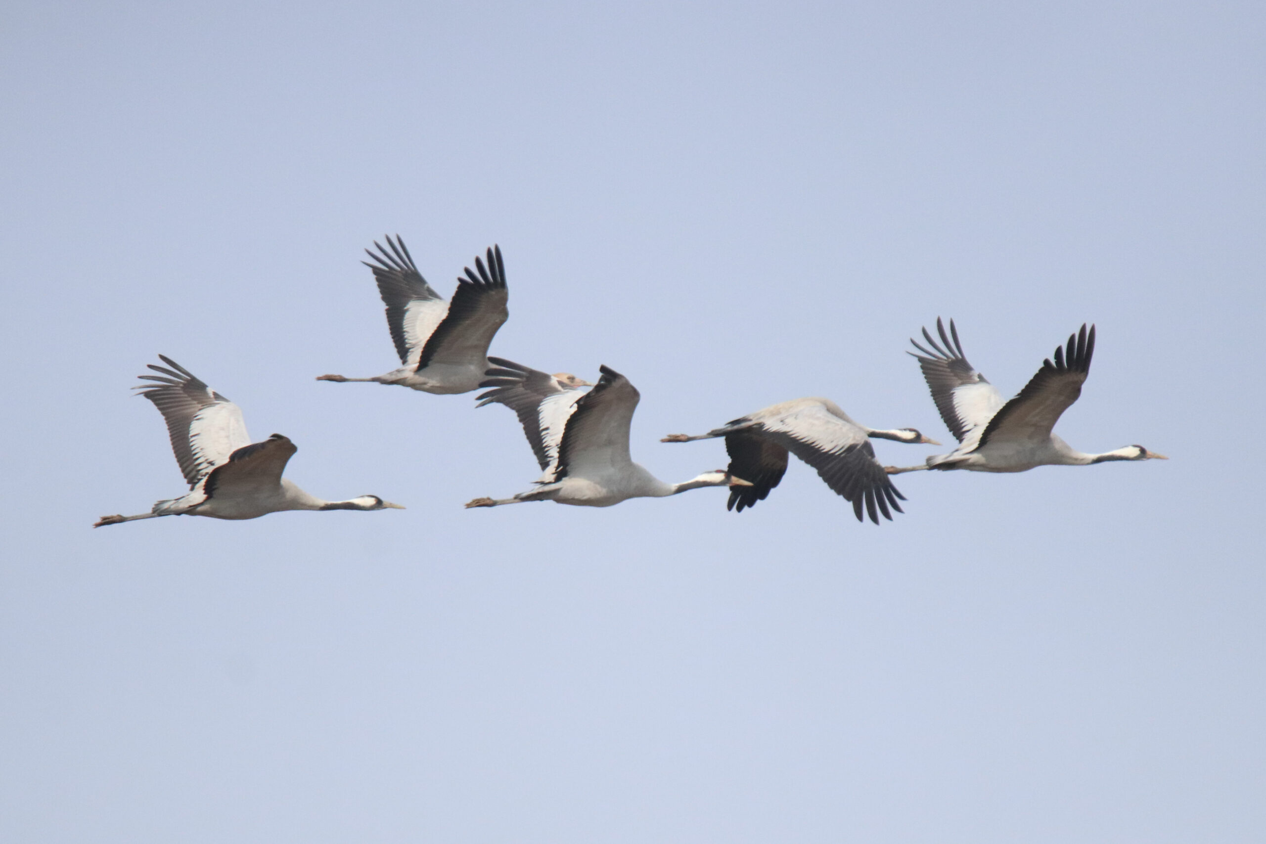 Five Common Cranes flying together against a pale, open sky.