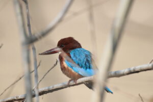 A close-up of a White-throated Kingfisher perched quietly on a thin, bare branch. Its bright turquoise-blue wings and back really pop against the soft, sandy-colored background. You can also see its deep chocolate-brown head and that long, heavy red beak it's famous for.