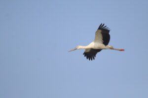 A beautiful shot of an Oriental Stork gliding through a clear, pale blue sky. You can see the sunlight hitting its white feathers, which contrast really well with the sharp black feathers along the back of its wings. Its long, dark beak and red legs are stretched out perfectly, making it look incredibly graceful as it flies.