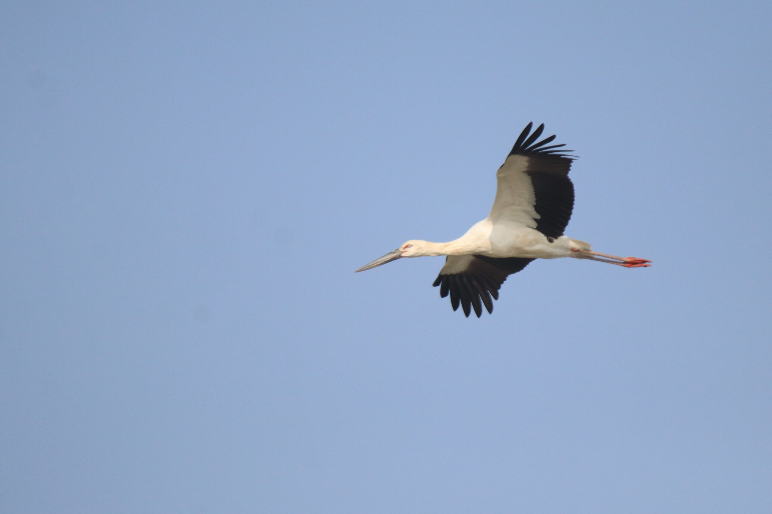 A beautiful shot of an Oriental Stork gliding through a clear, pale blue sky. You can see the sunlight hitting its white feathers, which contrast really well with the sharp black feathers along the back of its wings. Its long, dark beak and red legs are stretched out perfectly, making it look incredibly graceful as it flies.