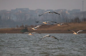 A wide shot of a group of Oriental Storks flying low over the rippling water of Qingshan Lake. Their white bodies and black-tipped wings stand out against the soft, hazy background of the distant shoreline.