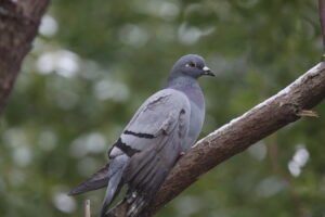A Rock Dove is perched on a thick tree branch.
