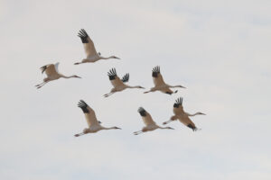 Seven Siberian Cranes flying together in a loose V-formation against a pale, open sky.