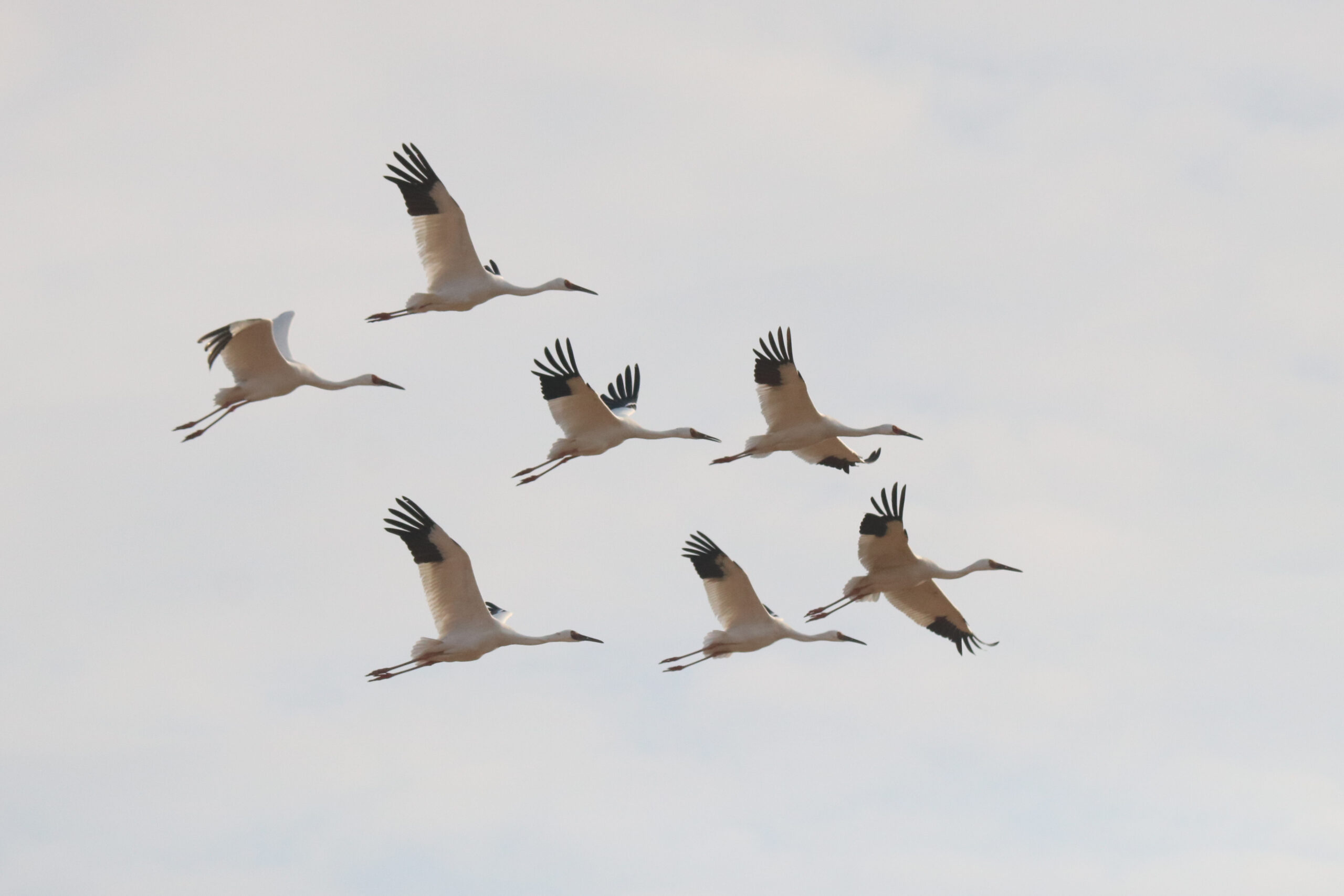 Seven Siberian Cranes flying together in a loose V-formation against a pale, open sky.