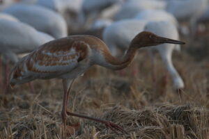 A close-up of a young Siberian Crane standing in a field of dry straw. Unlike the adults, this one has beautiful cinnamon-brown feathers mixed in with the white. It’s looking off to the side with its sharp, pale eye, looking very curious.