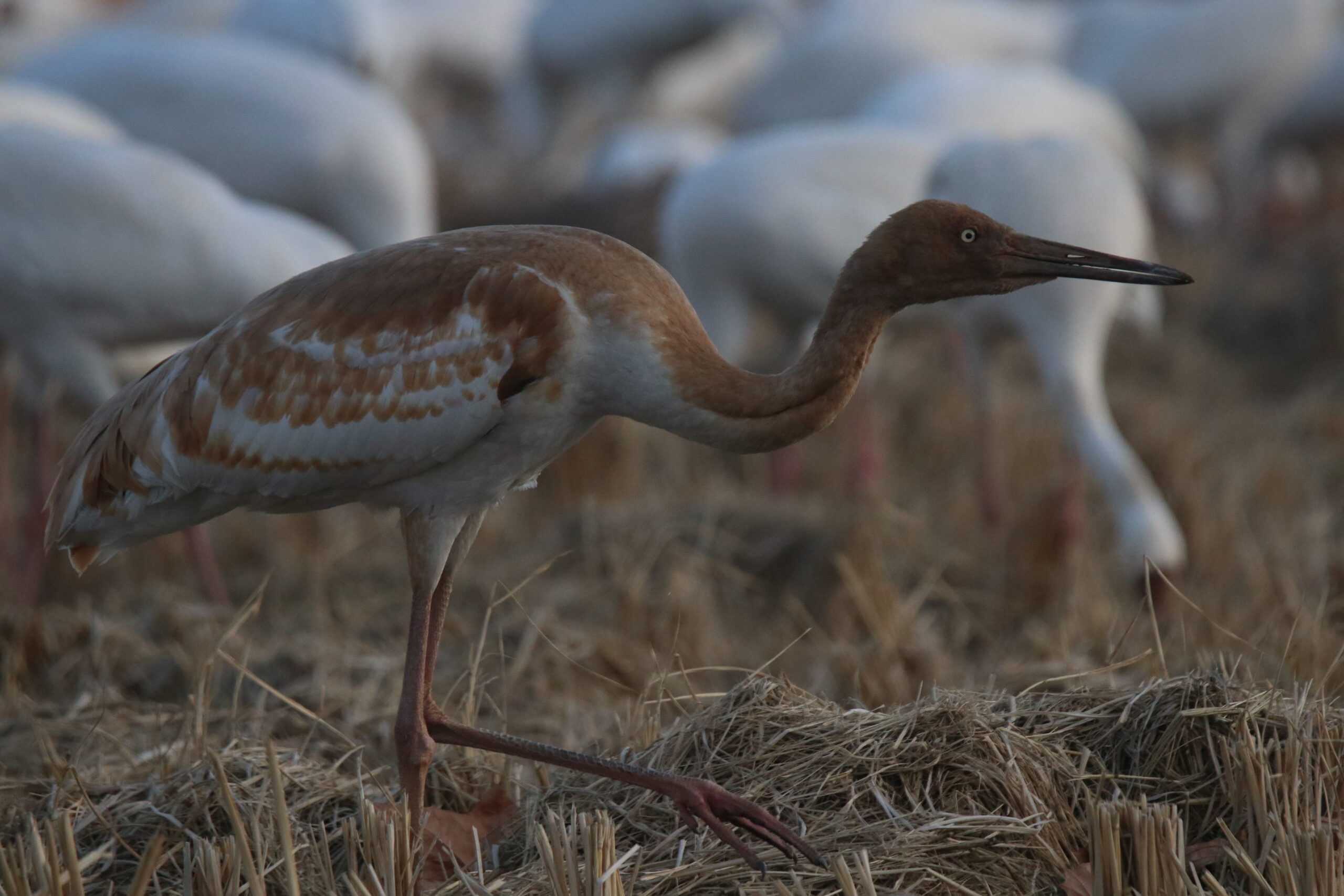 A close-up of a young Siberian Crane standing in a field of dry straw. Unlike the adults, this one has beautiful cinnamon-brown feathers mixed in with the white. It’s looking off to the side with its sharp, pale eye, looking very curious.
