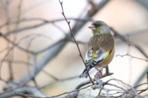 An Oriental Greenfinch is perched on a branch.