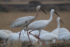 A close-up of a few Siberian Cranes hanging out in a field. One stands out with some brown, mottled feathers on its neck, while the others behind it are pure white. They have those long, dark beaks and slender red legs that make them look so elegant even when they’re just walking around.