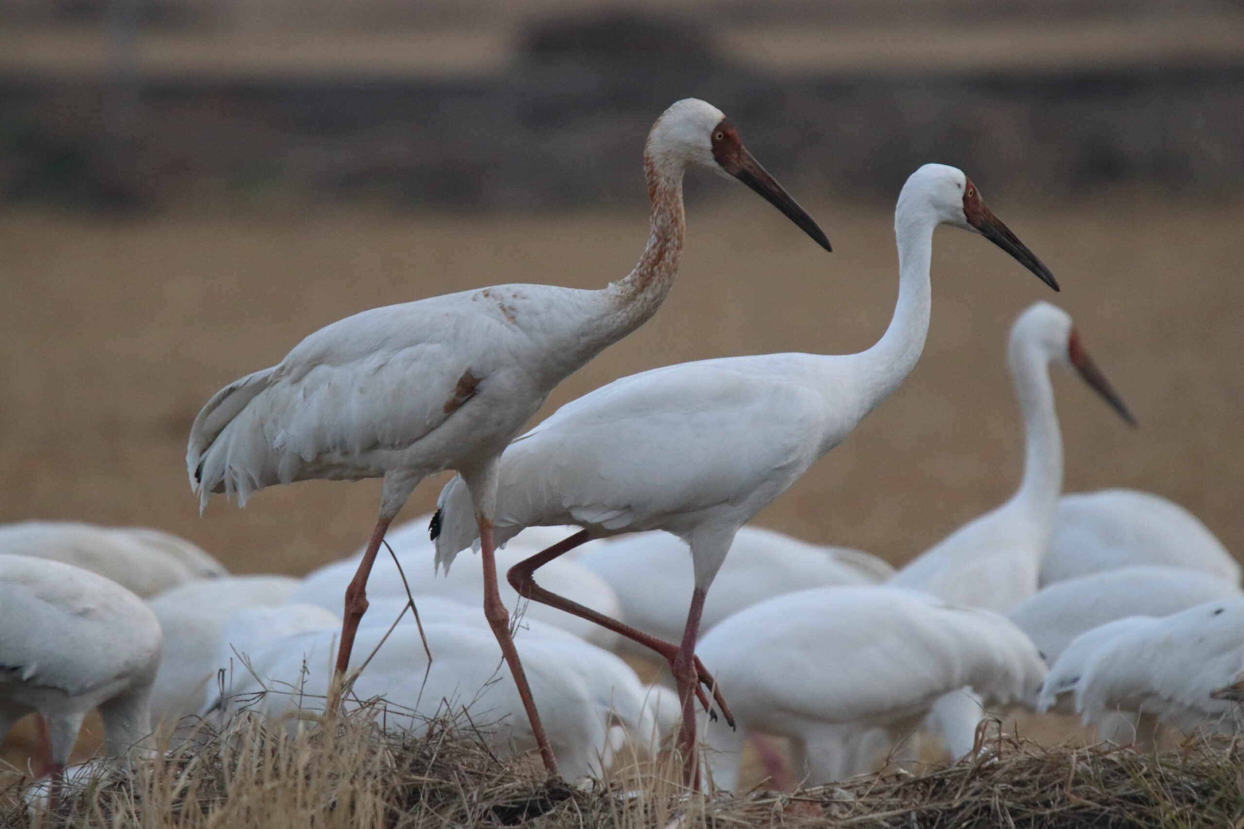 A close-up of a few Siberian Cranes hanging out in a field. One stands out with some brown, mottled feathers on its neck, while the others behind it are pure white. They have those long, dark beaks and slender red legs that make them look so elegant even when they’re just walking around.