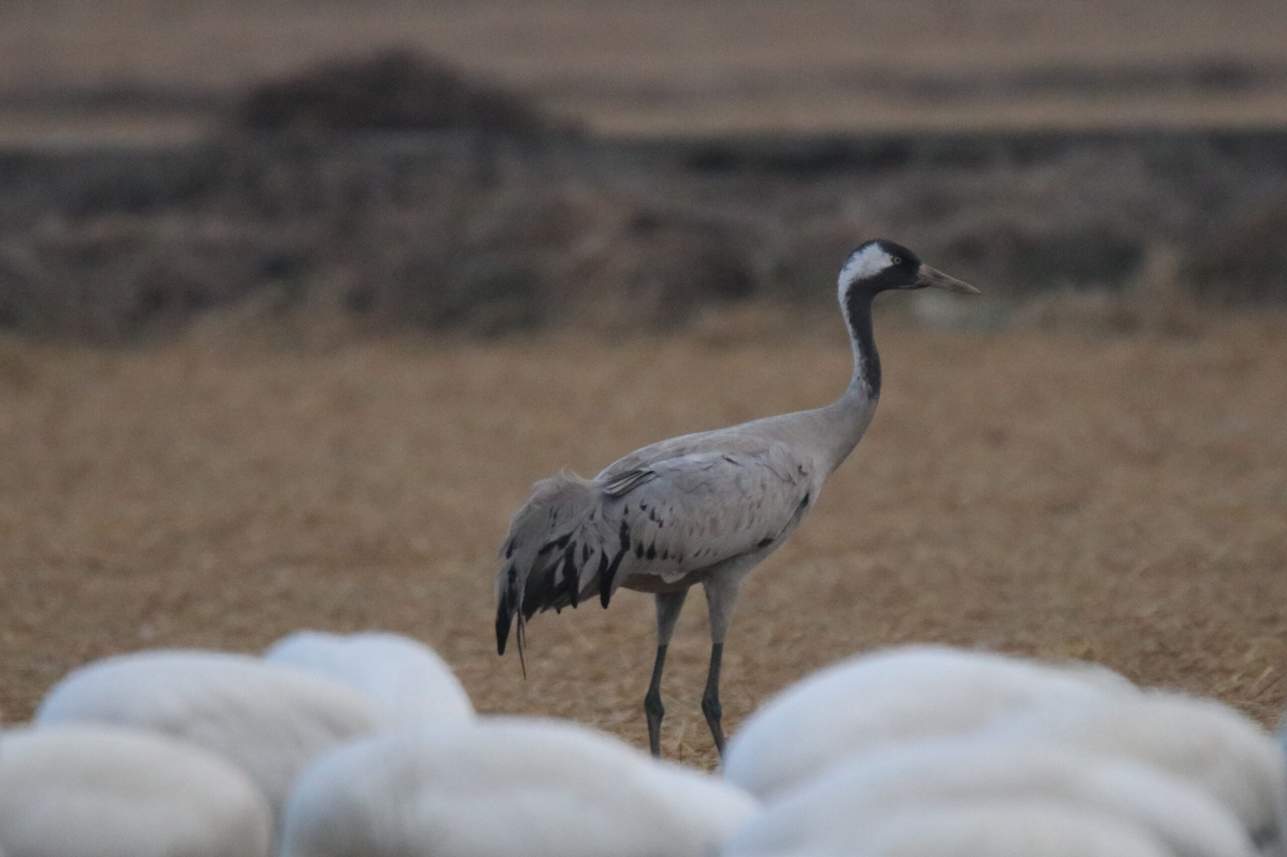 A single Common Crane standing tall and alert in a golden, harvested field. The focus is sharp on its grey feathers and black-and-white neck, while the rest of the flock appears as soft white blurs in the bottom of the shot.