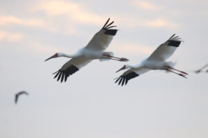 Two Siberian Cranes flying side-by-side against a sky filled with those soft, colorful tints you only get right before the sun goes down.