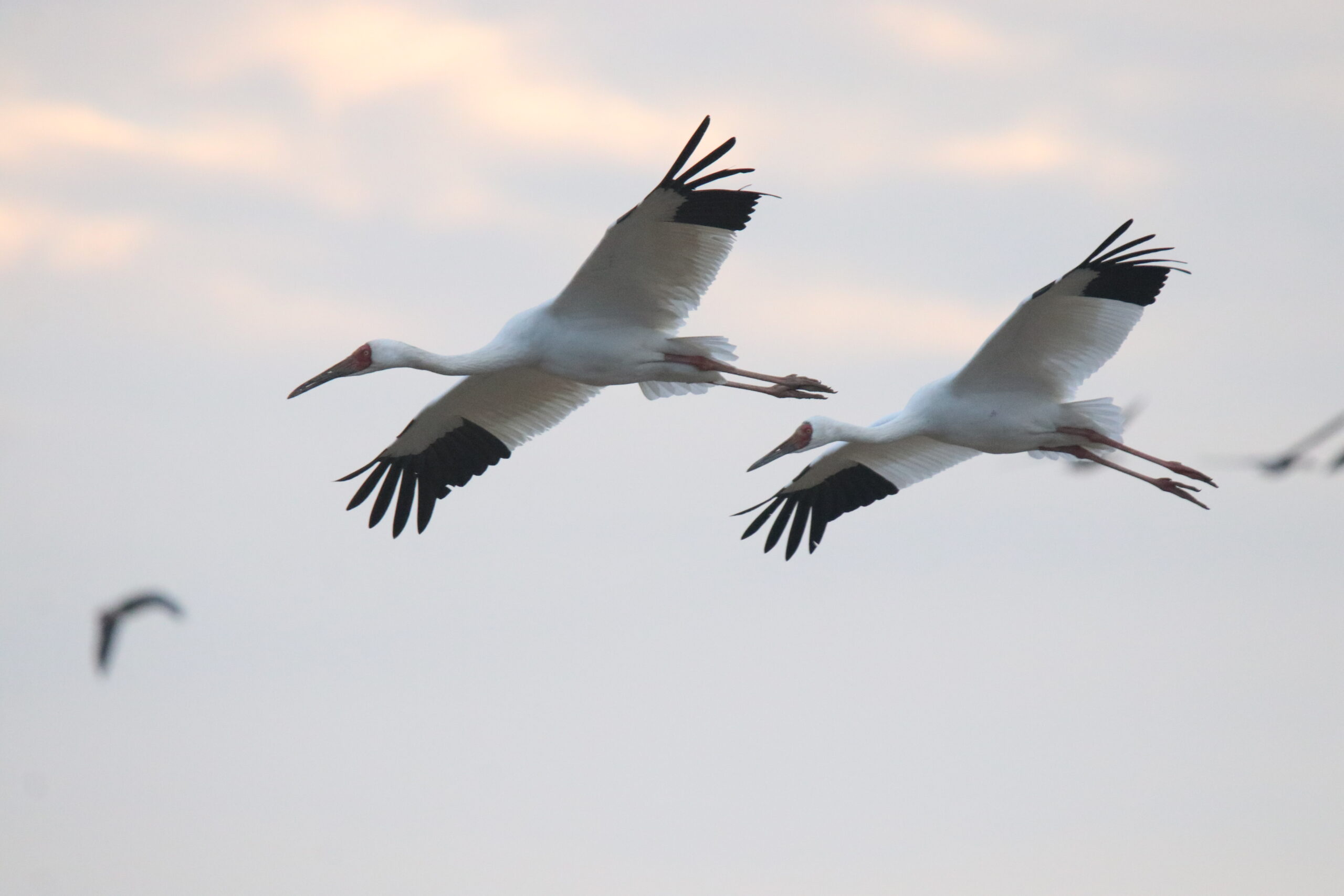 Two Siberian Cranes flying side-by-side against a sky filled with those soft, colorful tints you only get right before the sun goes down.