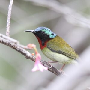 A male Fork-tailed Sunbird with a long, curved beak perched on a thin branch next to a pink flower. This bird is found in forests, parks, and gardens from Central China to Southern Vietnam. It feeds on nectar, young shoots, and small insects.