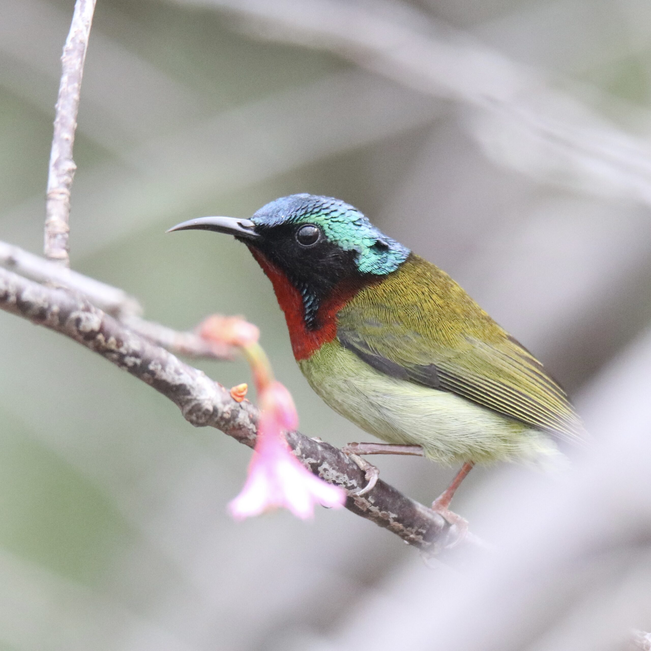 A male Fork-tailed Sunbird with a long, curved beak perched on a thin branch next to a pink flower. This bird is found in forests, parks, and gardens from Central China to Southern Vietnam. It feeds on nectar, young shoots, and small insects.