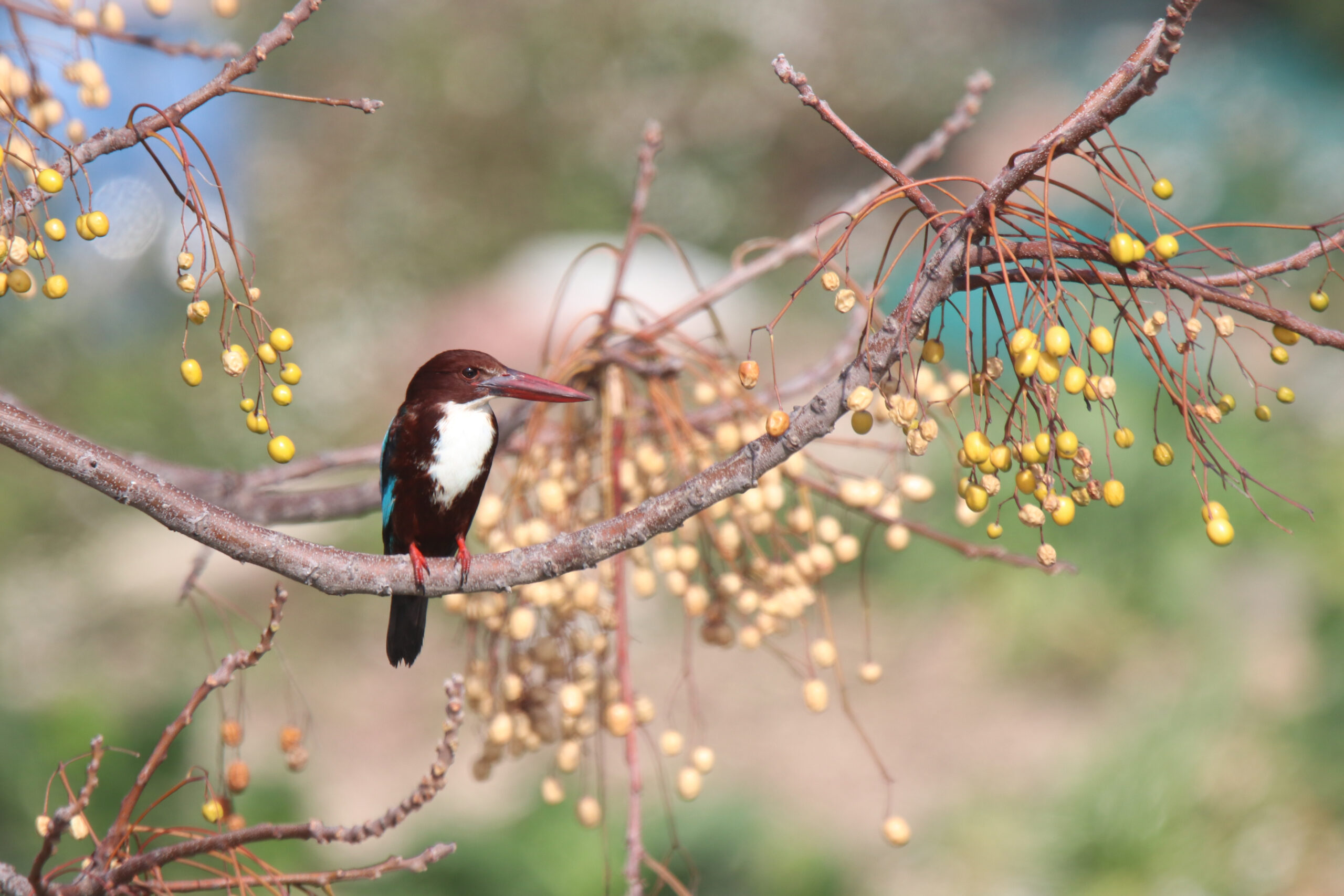 A White-throated Kingfisher perched on a thin, curved tree branch surrounded by clusters of small yellow berries. The background is a soft, out-of-focus mix of green and blue.