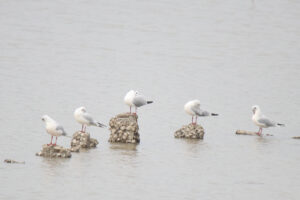 Five red-billed gulls with white bodies and grey wings standing on barnacle-covered rocks in the water.