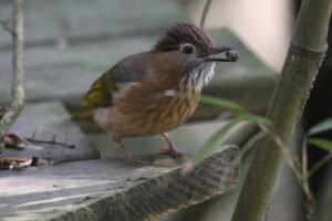 A close-up of a mountain Bulbul with a distinctive spiky brown crest perched on a weathered wooden plank. The bird has olive-green wings and a speckled brown breast, and it’s holding a small seed in its dark beak.