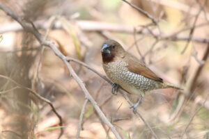 A brown and white Scaly-breasted Munia bird perched on a thin branch. It has a dark face and a distinctive scale-like pattern on its chest and underparts.