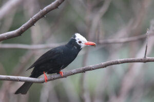 A Black Bulbul perched on a horizontal tree branch holding a honey bee in its beak.