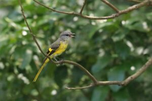 A side view of a female juvenile Grey-chinned Minivet perched on a branch with blurred green leaves in the background.