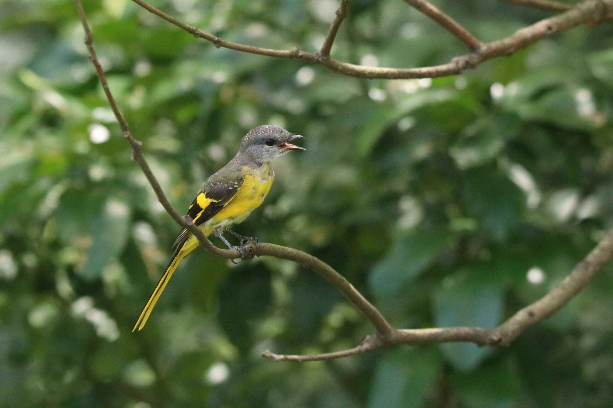 A side view of a female juvenile Grey-chinned Minivet perched on a branch with blurred green leaves in the background.