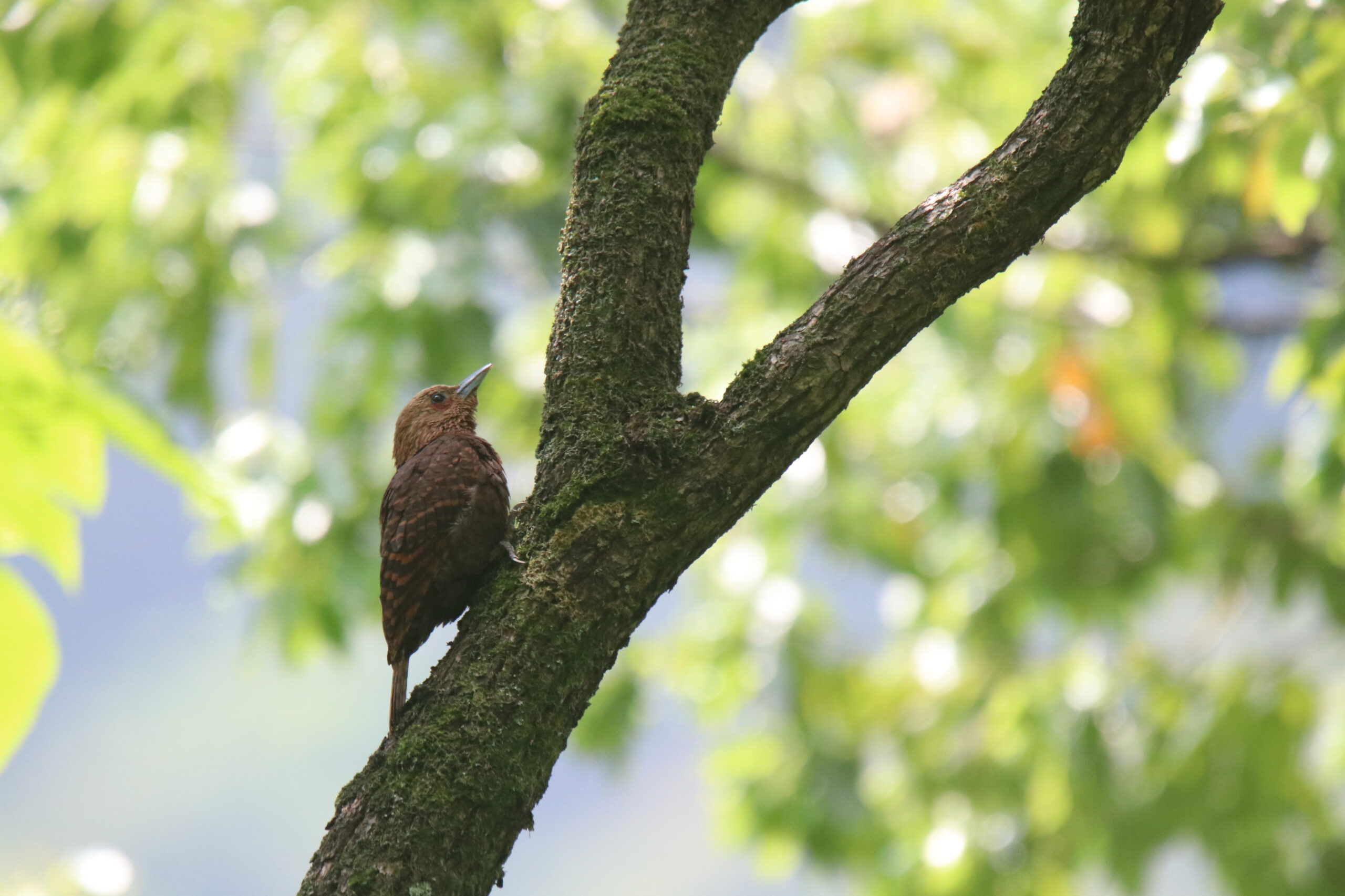 A reddish-brown bird called Rufous Woodpecker with dark horizontal bars on its feathers, clings vertically to the mossy trunk of a tree. It is looking upward with its sharp beak pointed toward the sky, surrounded by soft, out-of-focus green leaves and bright mid-day sunlight.
