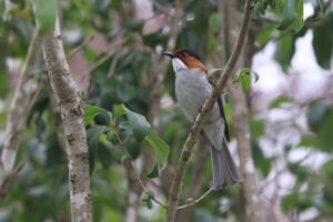 A Chestnut Bulbul perched on a thin diagonal tree branch.