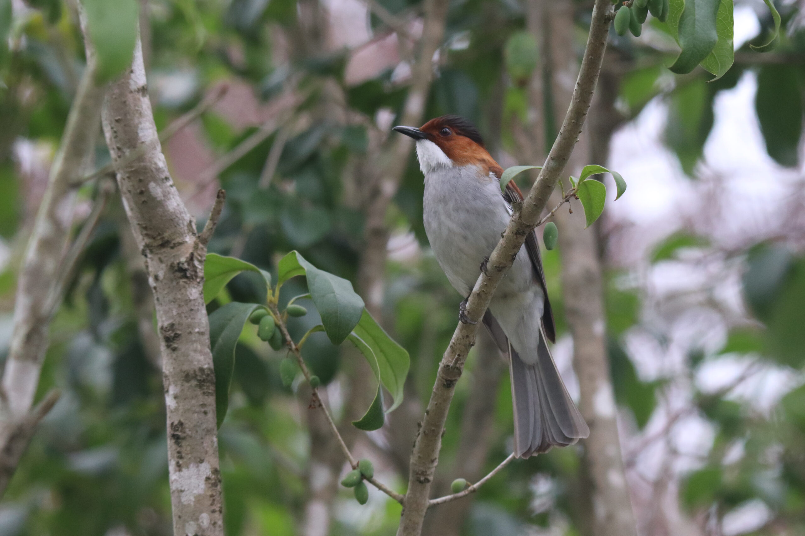 A Chestnut Bulbul perched on a thin diagonal tree branch.