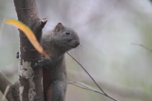 A squirrel climbs a tree trunk while looking to the right.