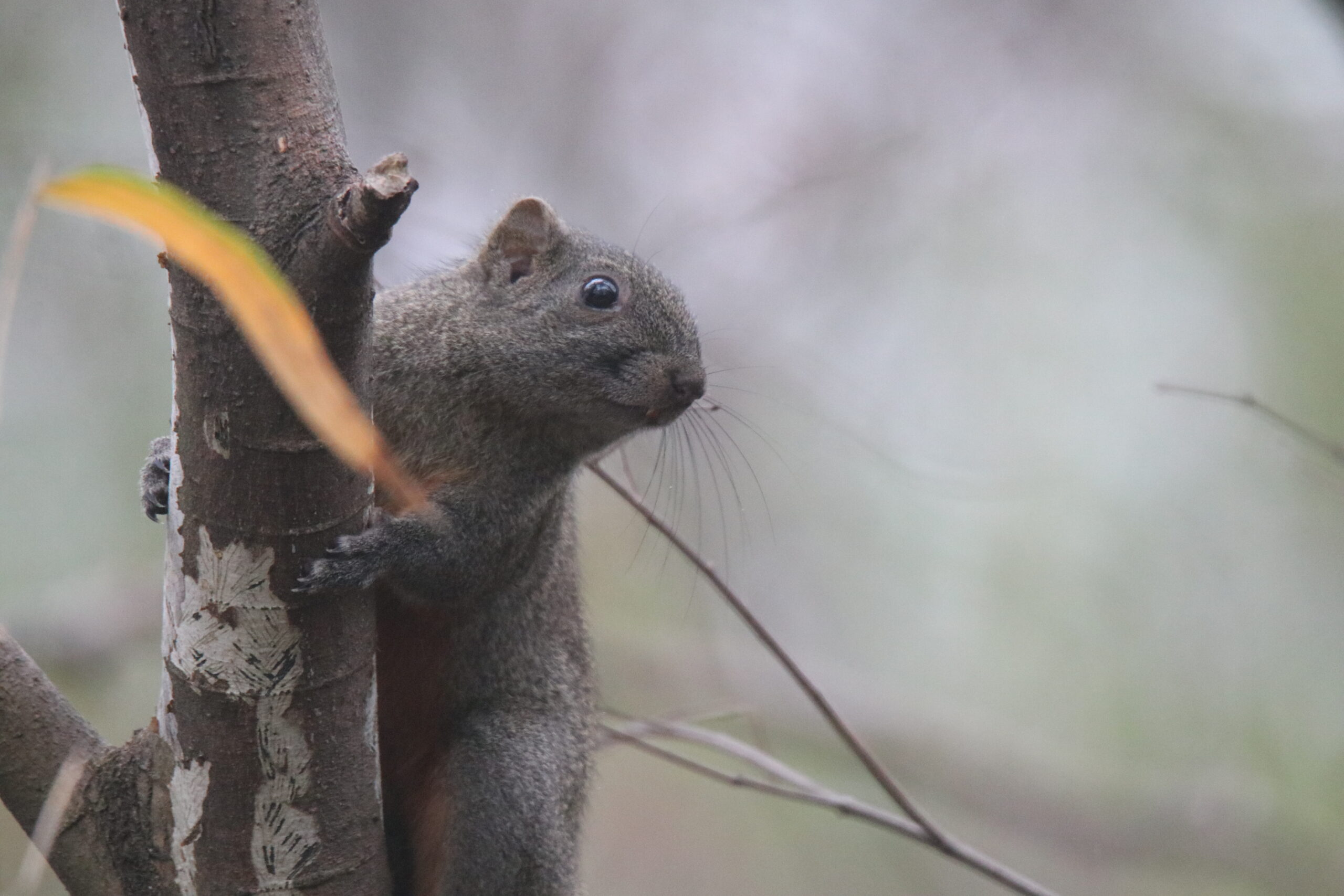 A squirrel climbs a tree trunk while looking to the right.