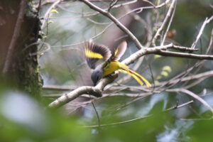 A female Grey-chinned Minivet perched on a branch eating a seed. Its wing is flapping and appears blurry as the camera shutter speed is not fast enough.