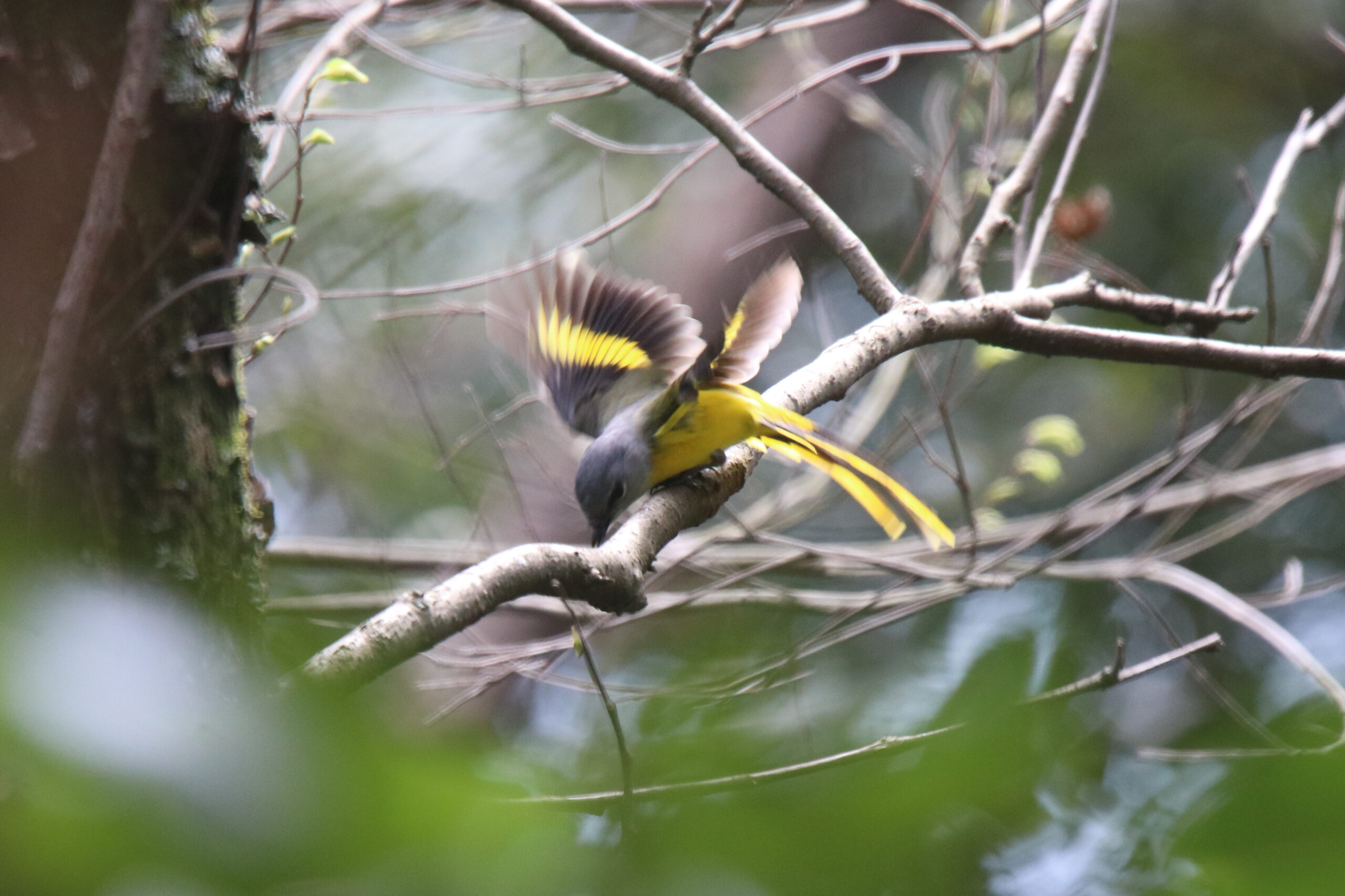 A female Grey-chinned Minivet perched on a branch eating a seed. Its wing is flapping and appears blurry as the camera shutter speed is not fast enough.