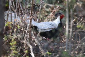 A male Silver Pheasant is walking in a forest park looking for food.
