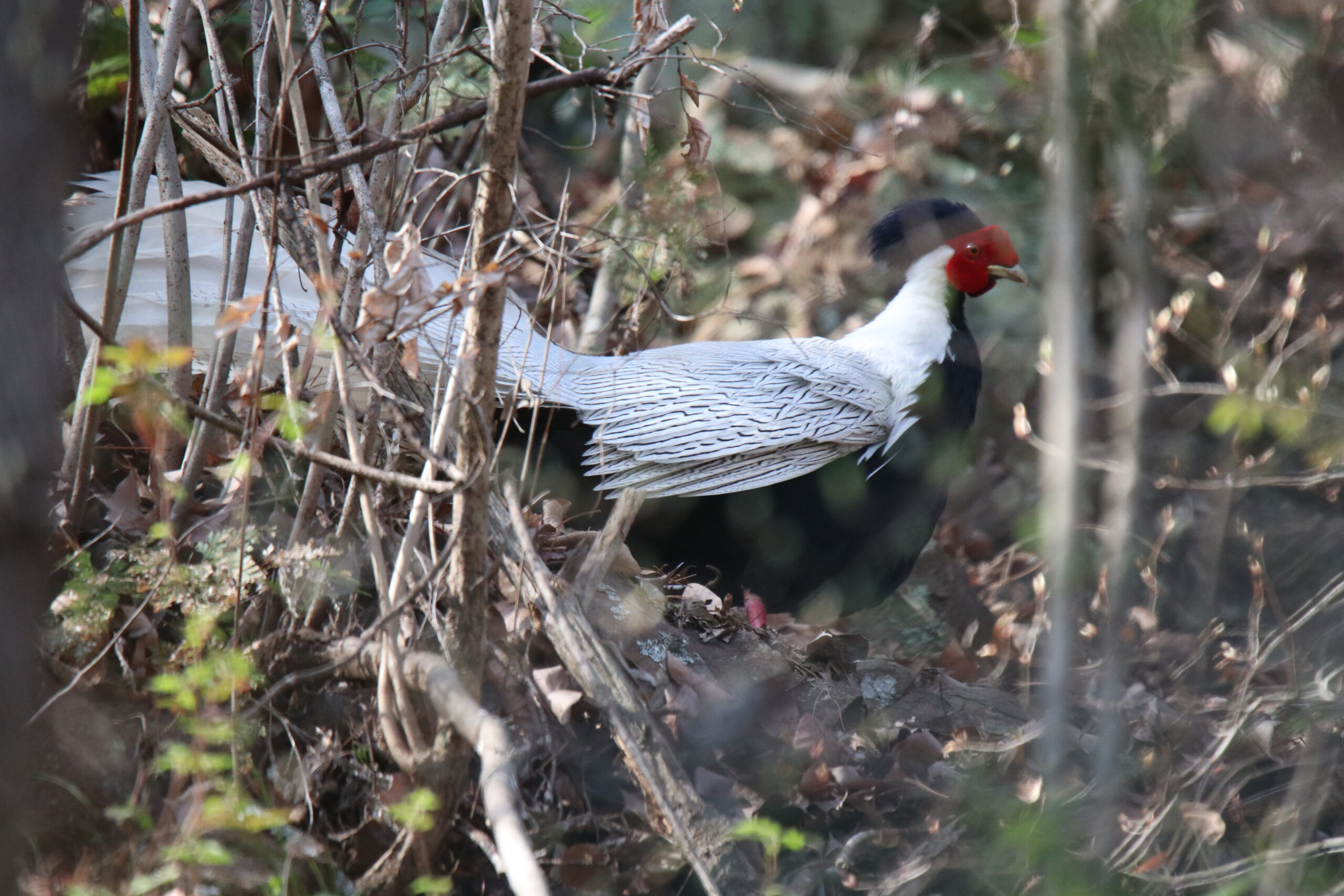 A male Silver Pheasant is walking in a forest park looking for food.