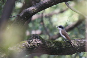 A male Large Woodshrike perched a thick horizontal branch.