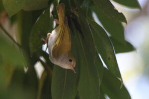 A White-bellied Erpornis clinging a tree leaf upside down.