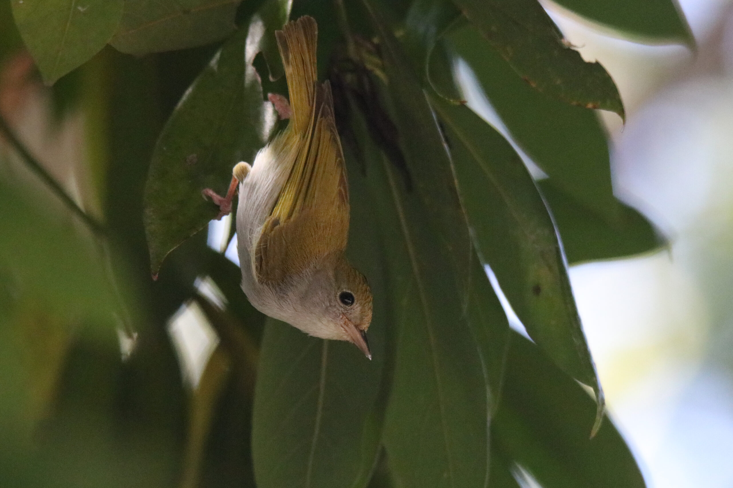 A White-bellied Erpornis clinging a tree leaf upside down.