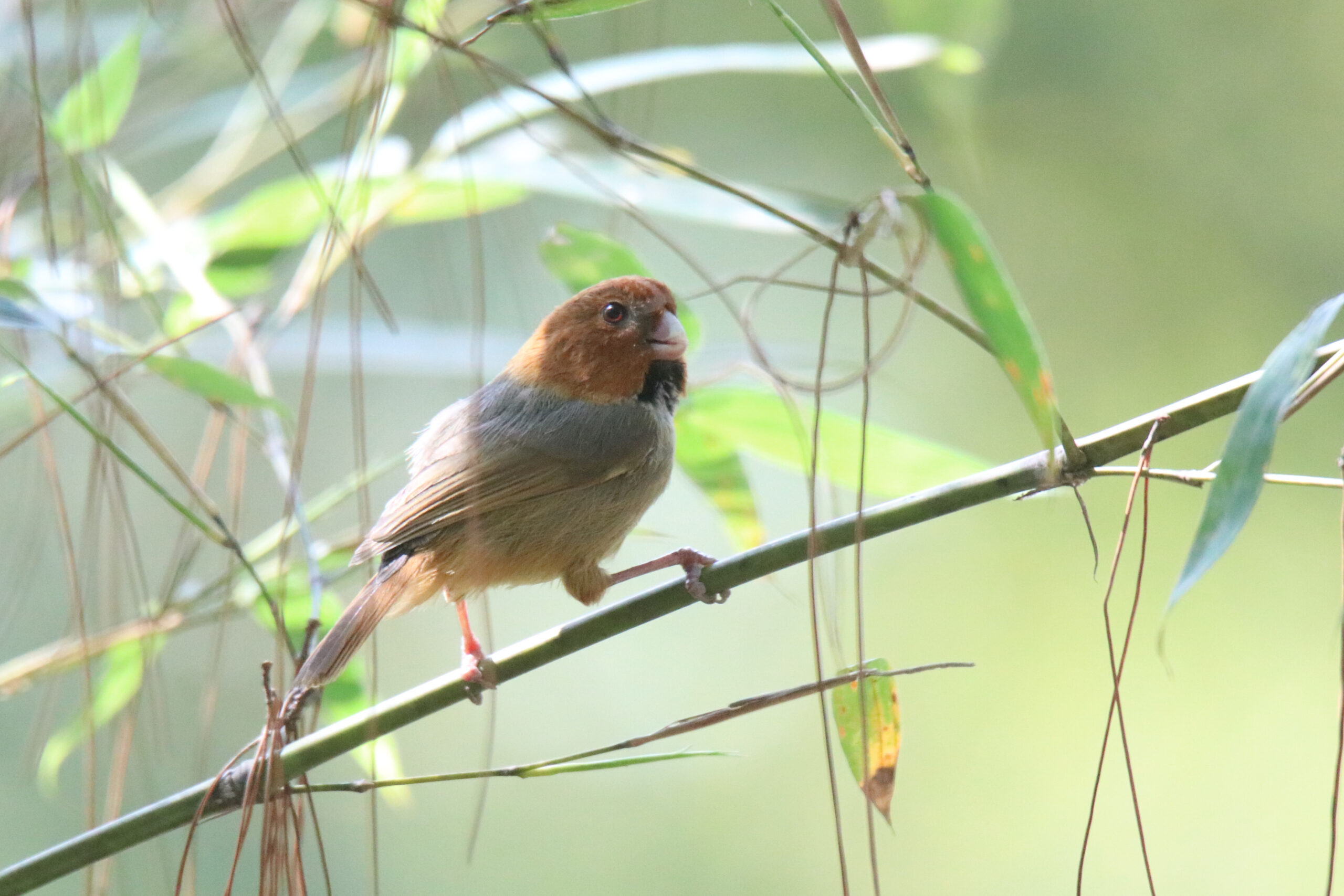 A Short-tailed Parrotbill perched on a thin bamboo branch looking slightly to its right.